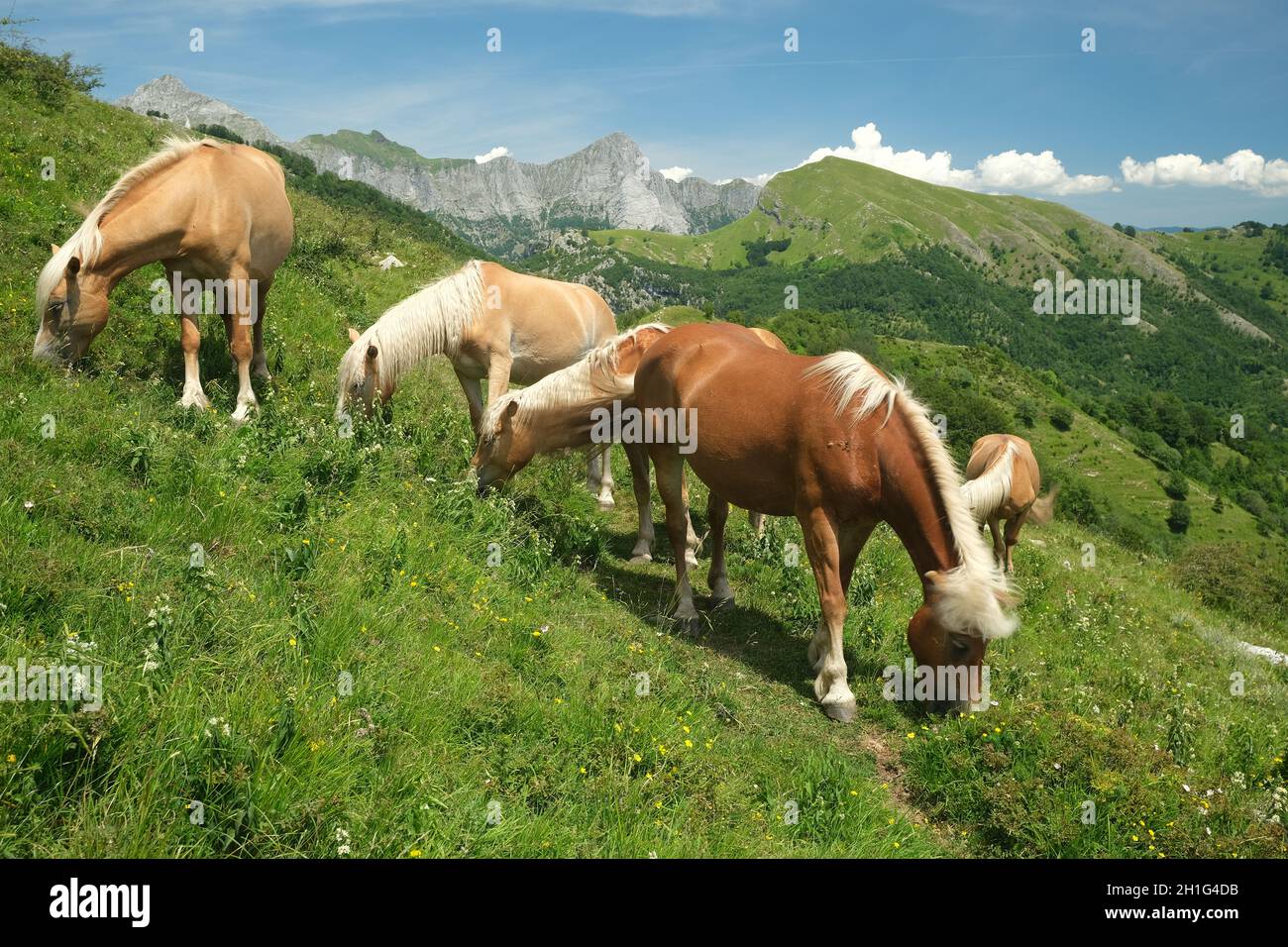 Pferde grasen in den Bergen der Toskana. Auf dem Monte Matanna in den Apuanischen Alpen grasen wilde Pferde frei. Stock-Fotos. Italien. Stockfoto