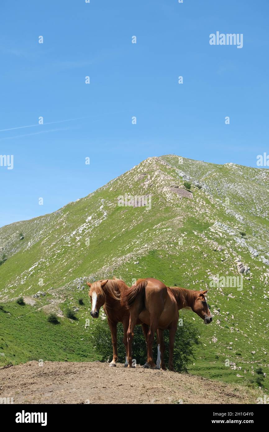 Pferde grasen in den Bergen der Toskana. Auf dem Monte Matanna in den Apuanischen Alpen grasen wilde Pferde frei. Stock-Fotos. Italien. Stockfoto