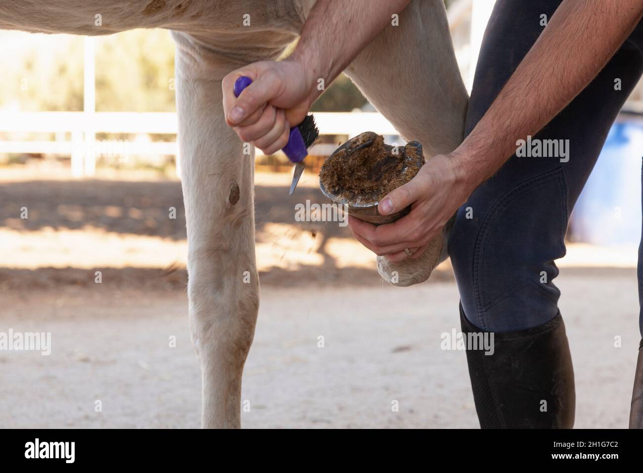 Die Hände eines unkenntlichen kaukasischen Mannes, der den Schmutz und die Reste von Fäkalien auf dem Schuh eines der Hufe eines weißen Pferdes reinigt. Stockfoto