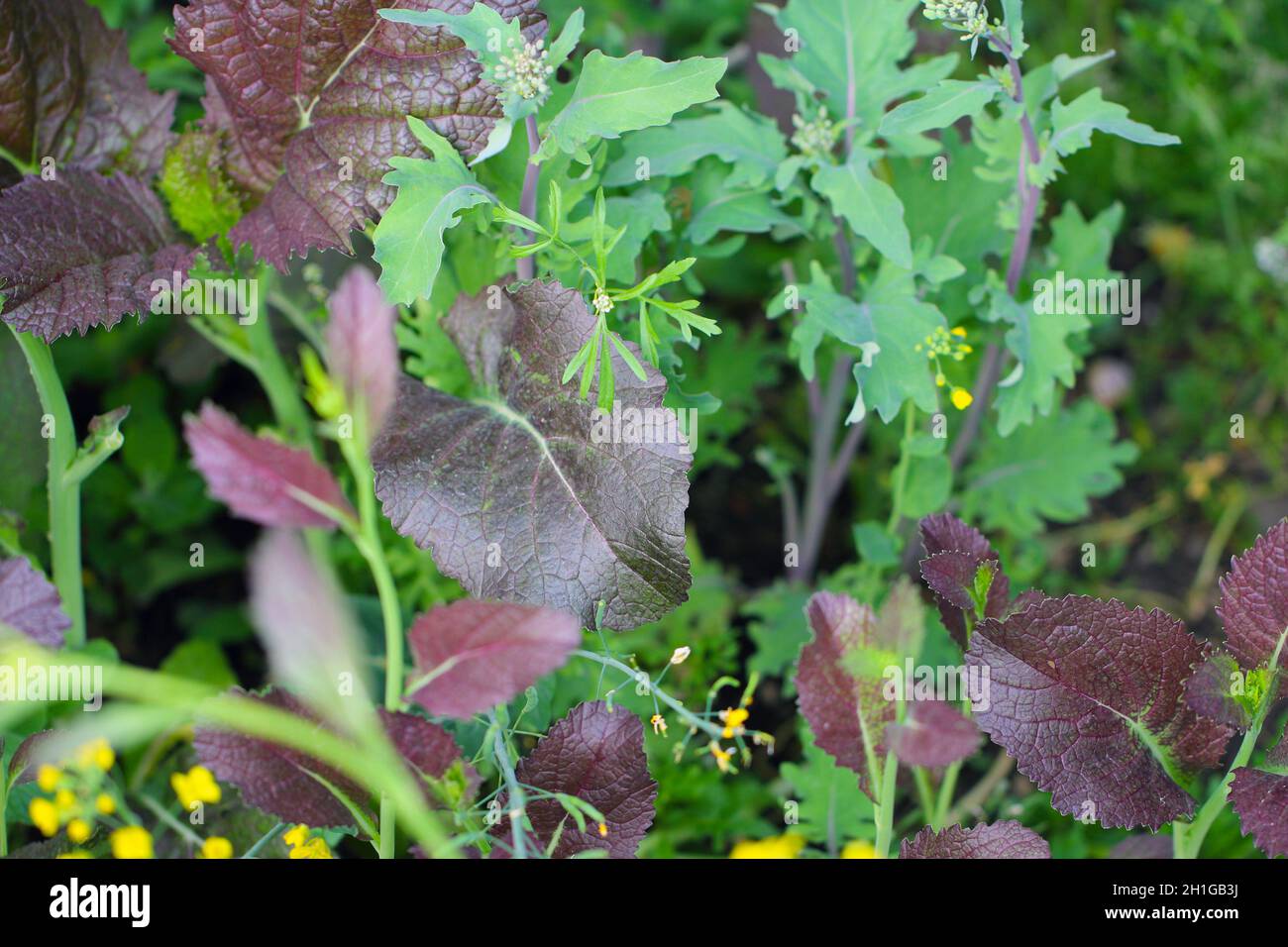 Bauernhof salat Fotos und Bildmaterial in hoher Auflösung Alamy
