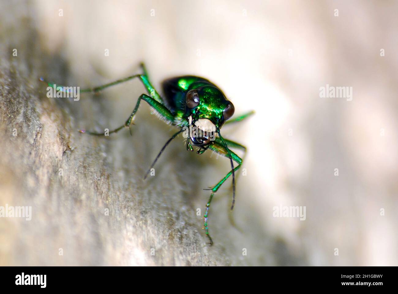 Six Spotted Green Tiger Beetle isoliert Nahaufnahme Stockfoto