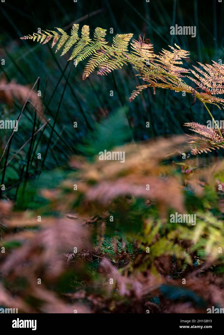 Gemeine Farn auf dem Waldboden in Worcestershire, England, während die Herbstfarben Einzug halten. Stockfoto