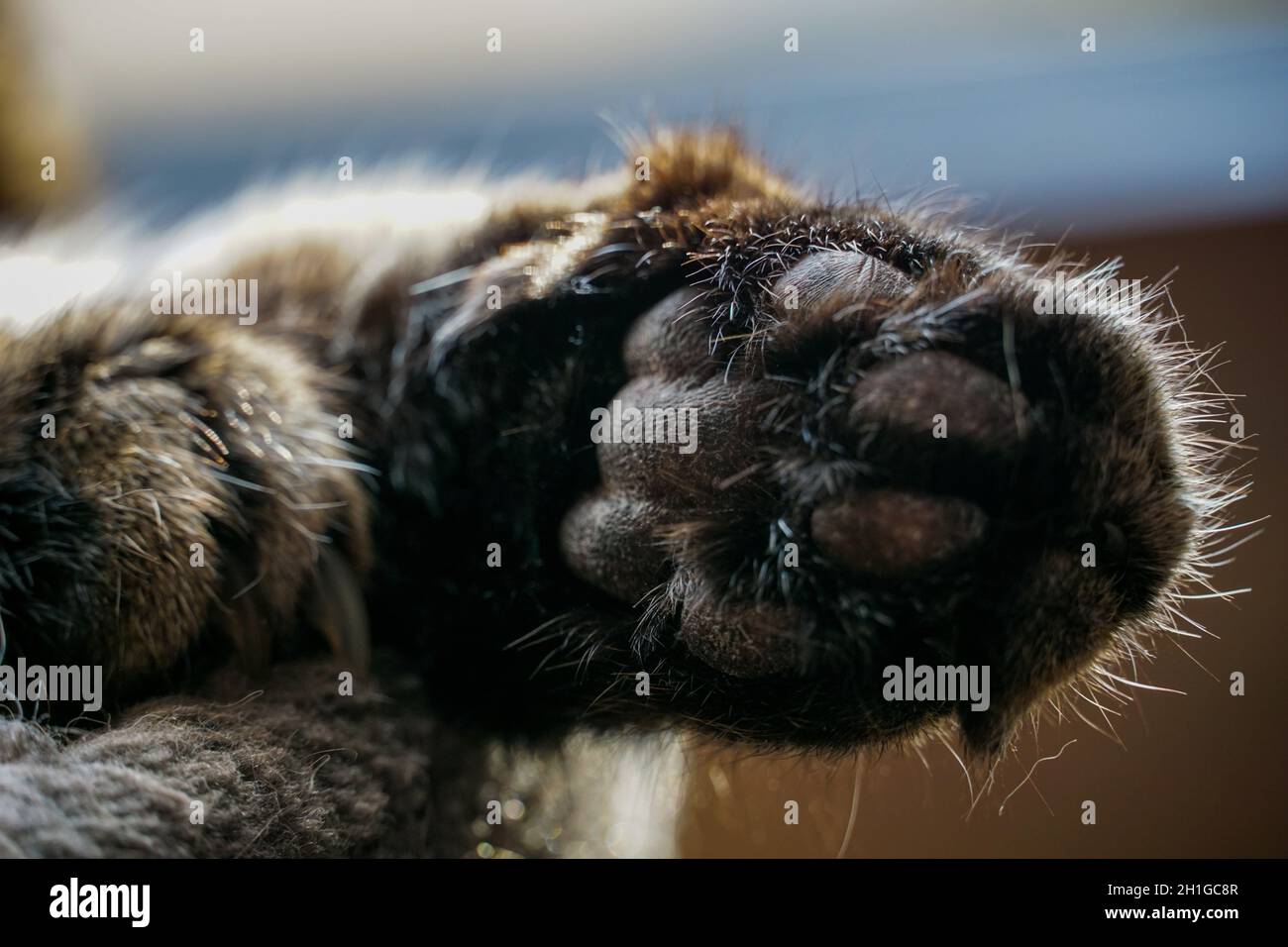 Selektiver Fokusschuss einer Katzenpfote mit gestrecktem Bein Stockfoto