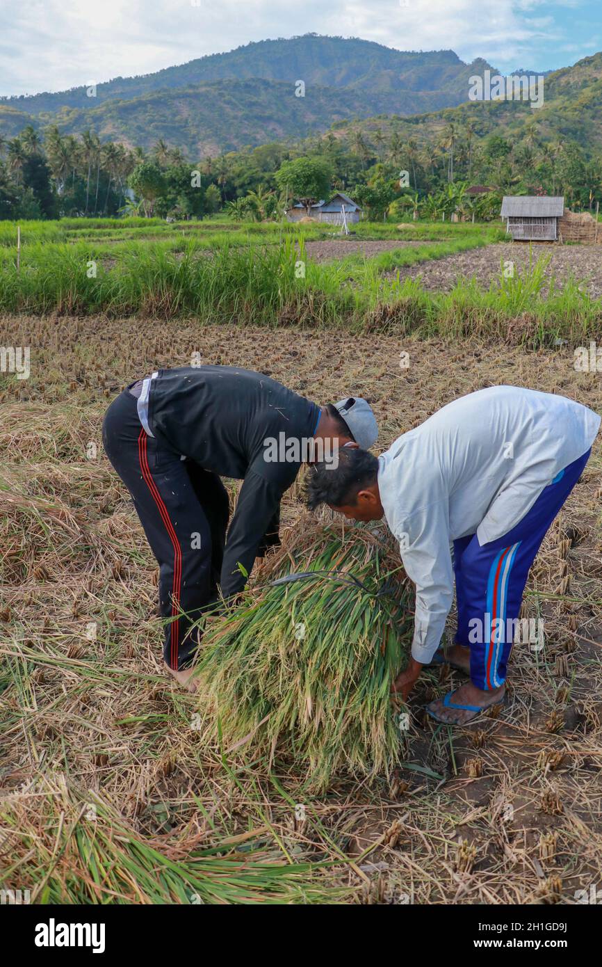 Balinesischer Reisbauer bei der Arbeit an einem schönen sonnigen Tag reifen Reis ernten. Zwei Männer arbeiten auf dem Feld. Ein jüngerer Mann hilft einem älteren beim Aufnehmen Stockfoto