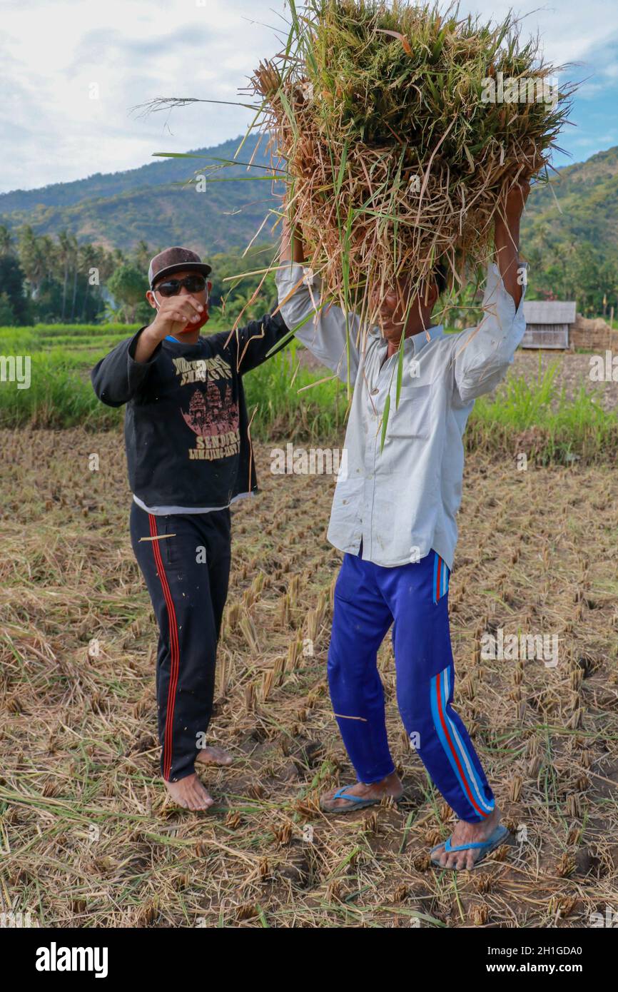Balinesischer Reisbauer bei der Arbeit an einem schönen sonnigen Tag reifen Reis ernten. Zwei Männer arbeiten auf dem Feld. Ein jüngerer Mann hilft einem älteren beim Aufnehmen Stockfoto