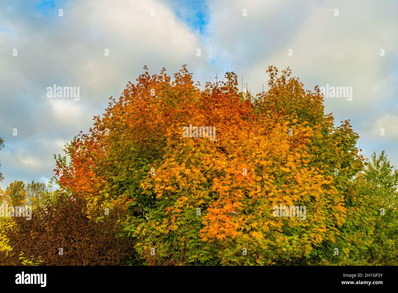 Farbe Blatt auf Bäumen mit blauem Himmel im Herbst frisch schönen Morgen Stockfoto