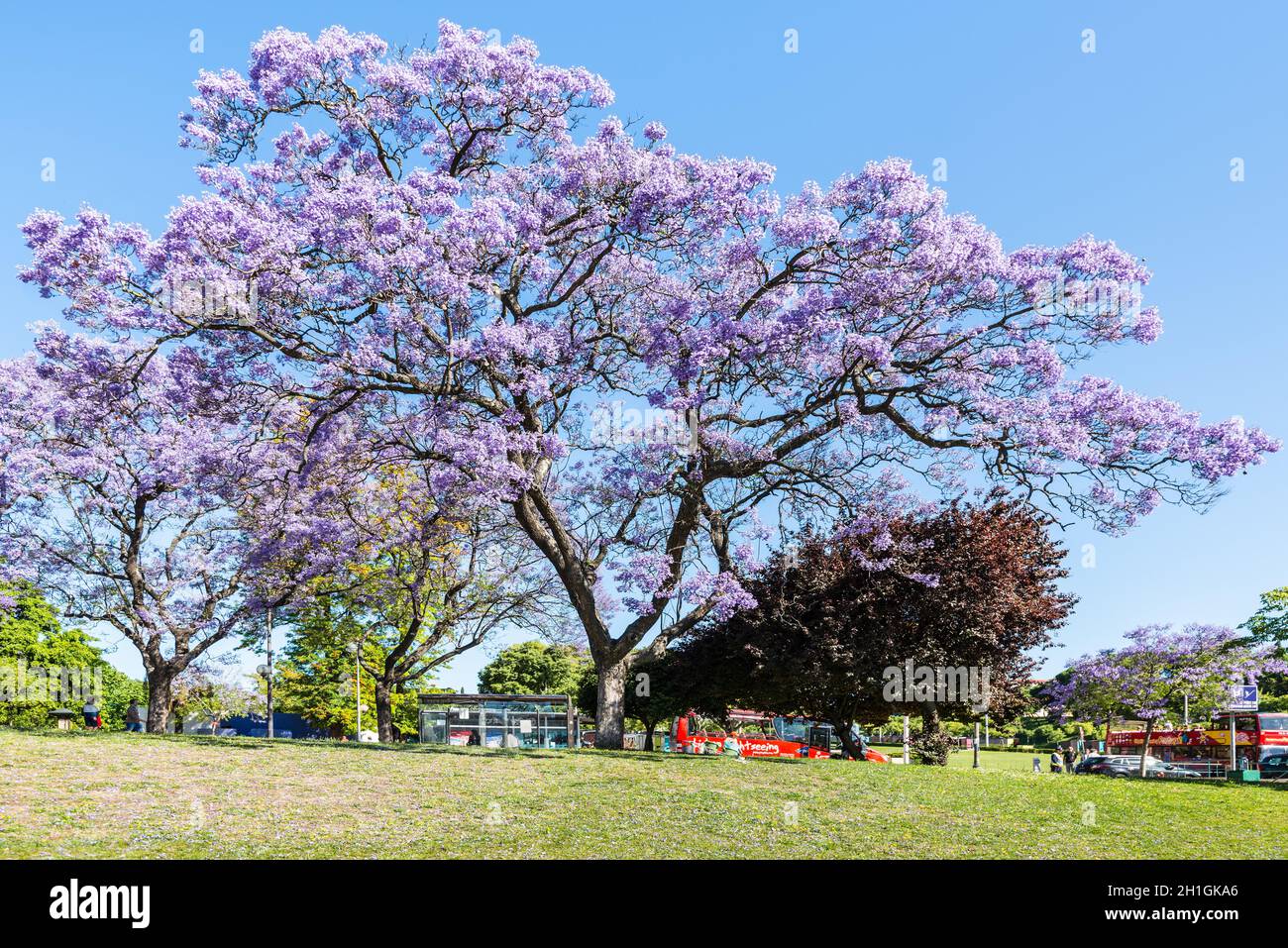 Lissabon, Portugal - 19. Mai 2017: Menschen an der Bushaltestelle warten auf den Bus unter blühender Jacaranda-Bäume in Lissabon, Portugal. Stockfoto