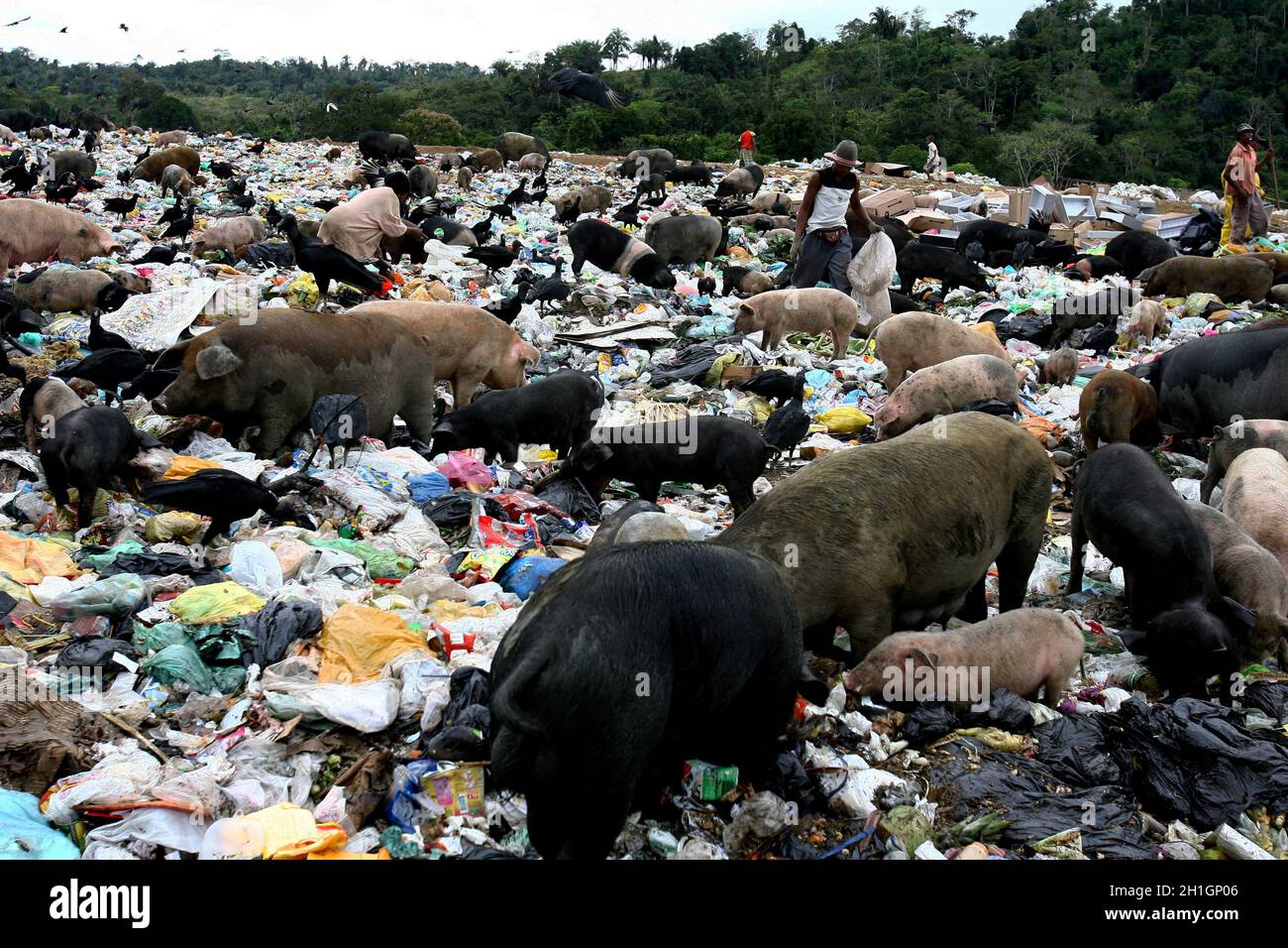 itabuna, bahia / brasilien - 27. september 2011: Schweine werden in der Mülldeponie der Stadt Itabuna im Süden Bahia gesehen. Stockfoto