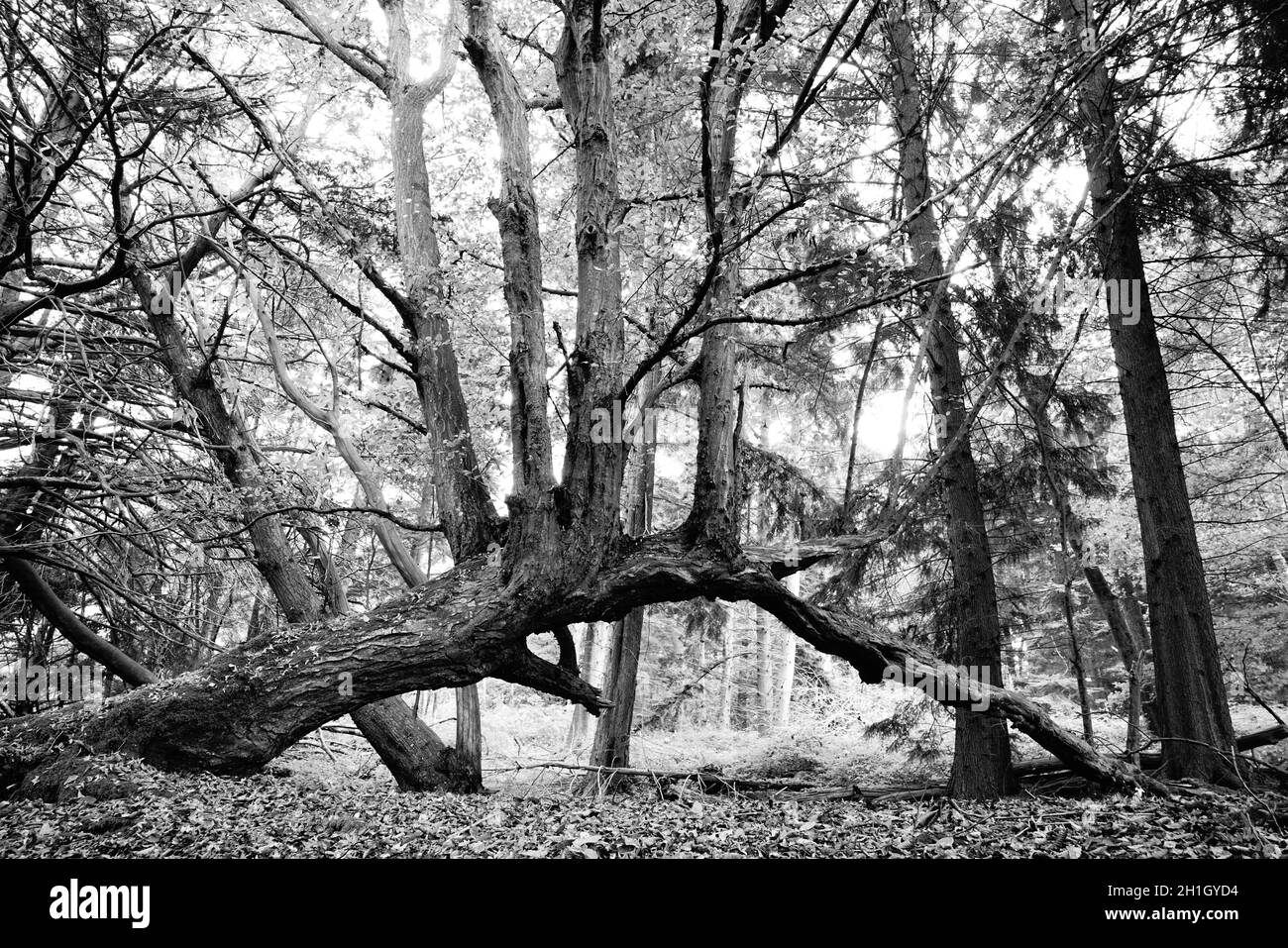 Waldbäume in kontrastreicher Schwarz-Weiß-Farbe. Stockfoto