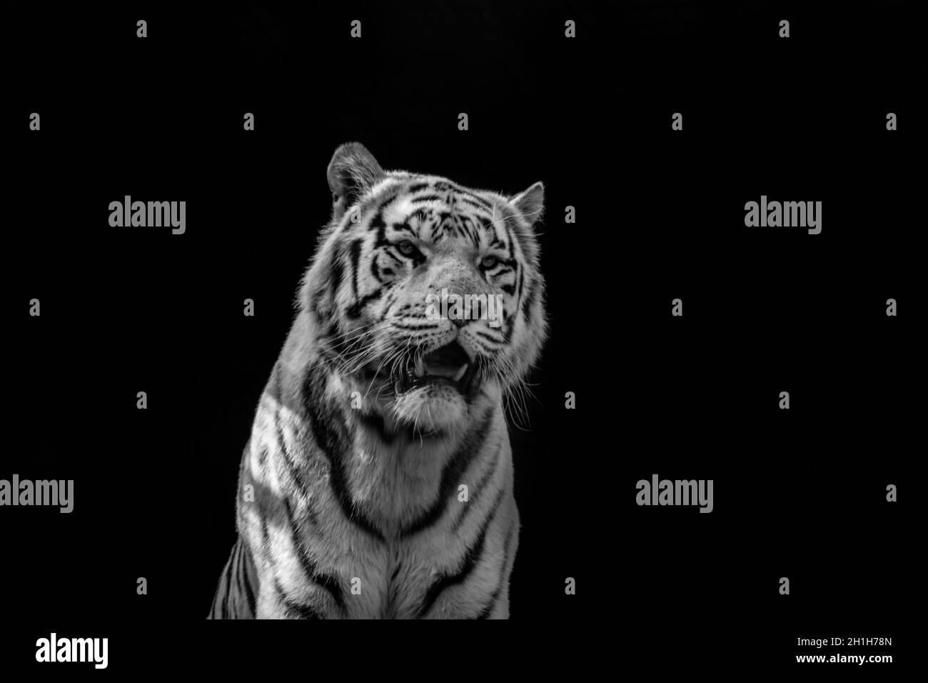Weißer Tiger mit offenem Mund auf schwarzem Hintergrund. Das Symbol von 2022. Stockfoto