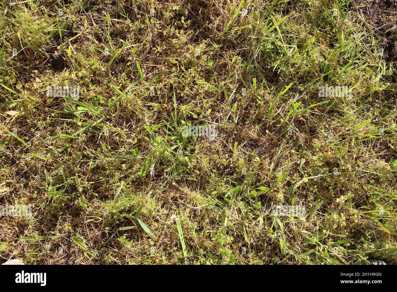 Grünes Gras Gras Hintergrund und Textur Stockfoto
