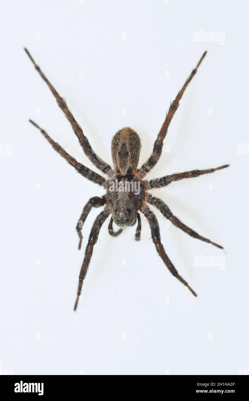 Alocoposa sp. Familie Lycosidae. Spider isoliert auf weißem Hintergrund Stockfoto