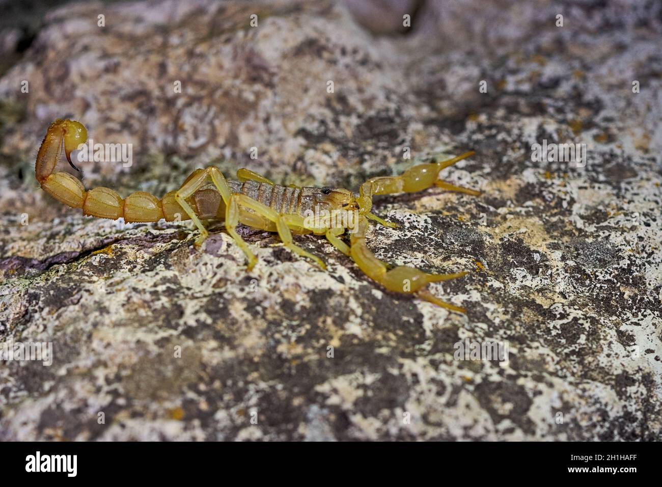 Buthus montanus. Scorpion isoliert auf einem natürlichen Hintergrund Stockfoto