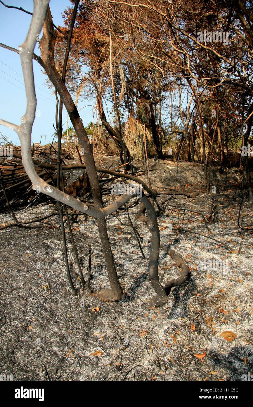 santa cruz cabralia - 10. november 2008: Feuer zerstört die Vegetation im Umweltschutzgebiet ist in Santo Andre Bezirk zu sehen. *** Lokale Bildunterschrift Stockfoto