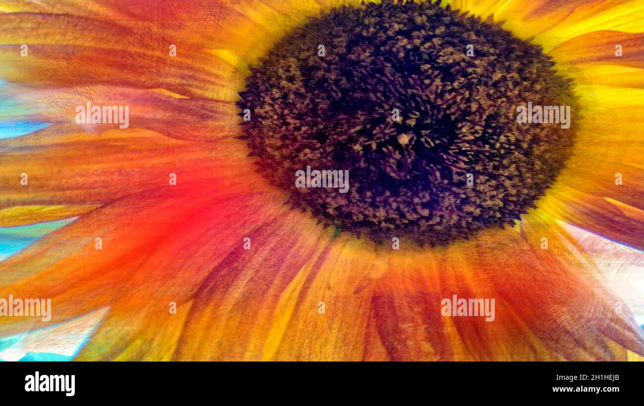 Sonnenblumenkkopf ( Helianthus ) Fotolillustration Stockfoto