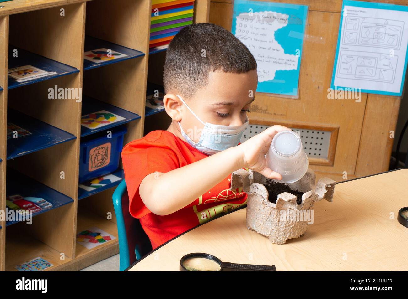 Bildung Vorschule 3-4 Jahre alt Junge Bewässerung Bohnenpflanze aus gekeimtem Samen gewachsen Stockfoto