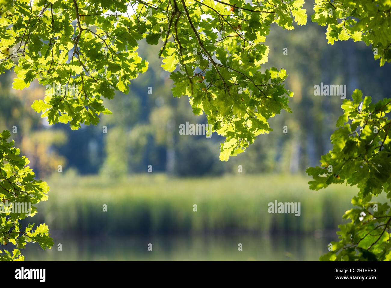 Sonnenbeschienene Eichenblätter auf Ästen über dem Wasser mit grünem Schilfreflex. Heller Laubrahmen mit verwacklungsunschärfer Seenoberfläche und Waldbäumen im märchenhaften Hintergrund. Stockfoto