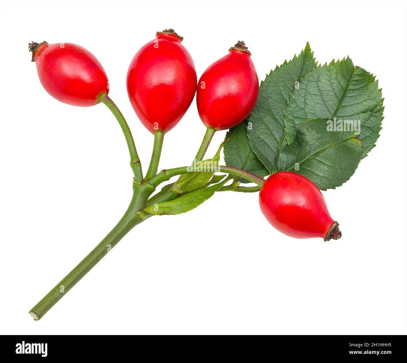 Rote Hagebutten und grüne Blätter auf dem Stamm des Briars, isoliert auf weißem Hintergrund. Rosa canina. Nahaufnahme von süßen reifen Hagebutten auf frischem, brierem Zweig. Stockfoto