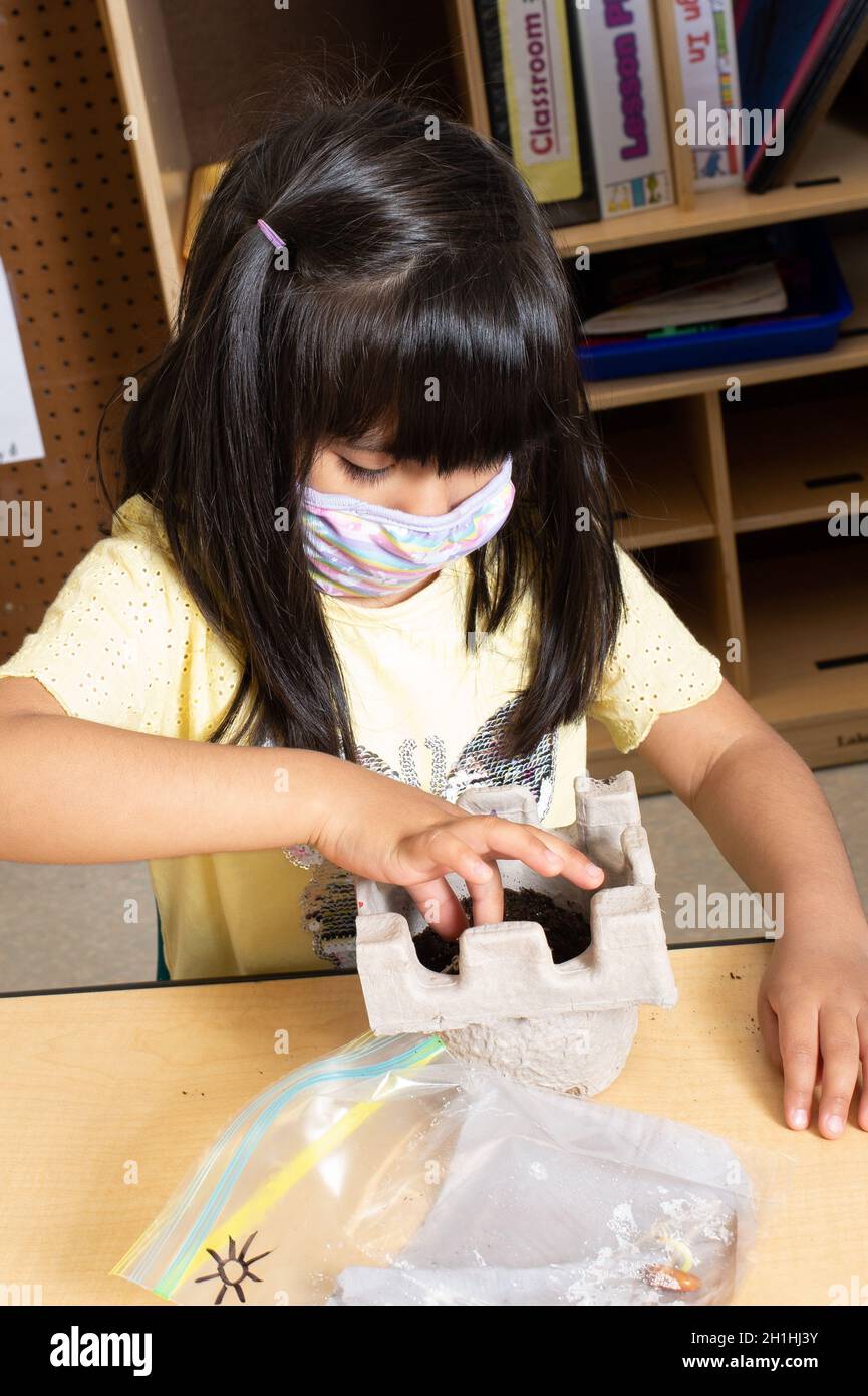 Bildung Vorschule 3-4-jährige Mädchen Bewässerung Bohnenpflanze aus gekeimtem Samen mit Gesichtsmaske, um gegen Covid-19-Infektion zu schützen gewachsen Stockfoto