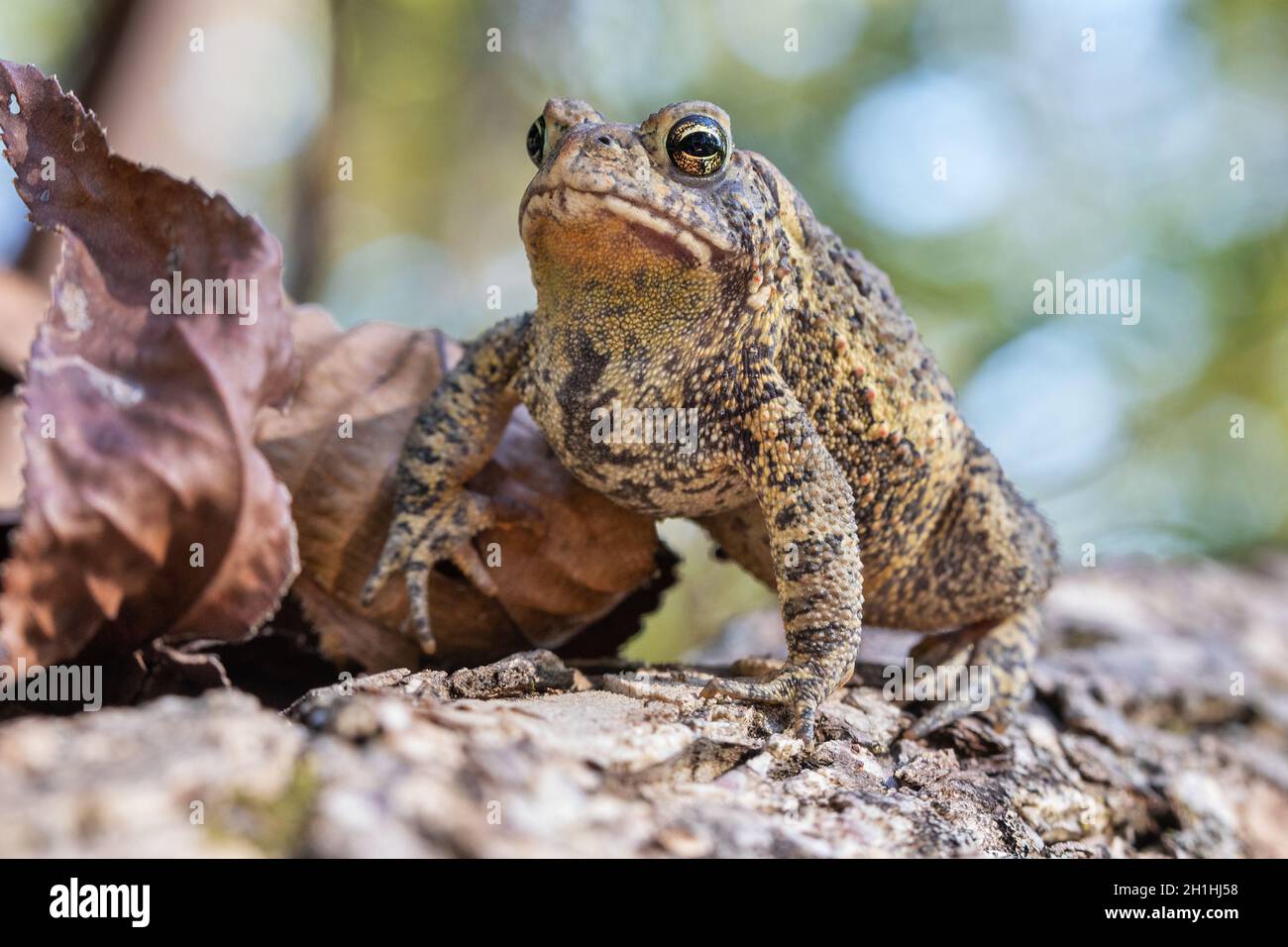Amerikanische Kröte (Anaxyrus americanus), die an einem Oktobernachmittag in Iowa sonnenbaden wird Stockfoto