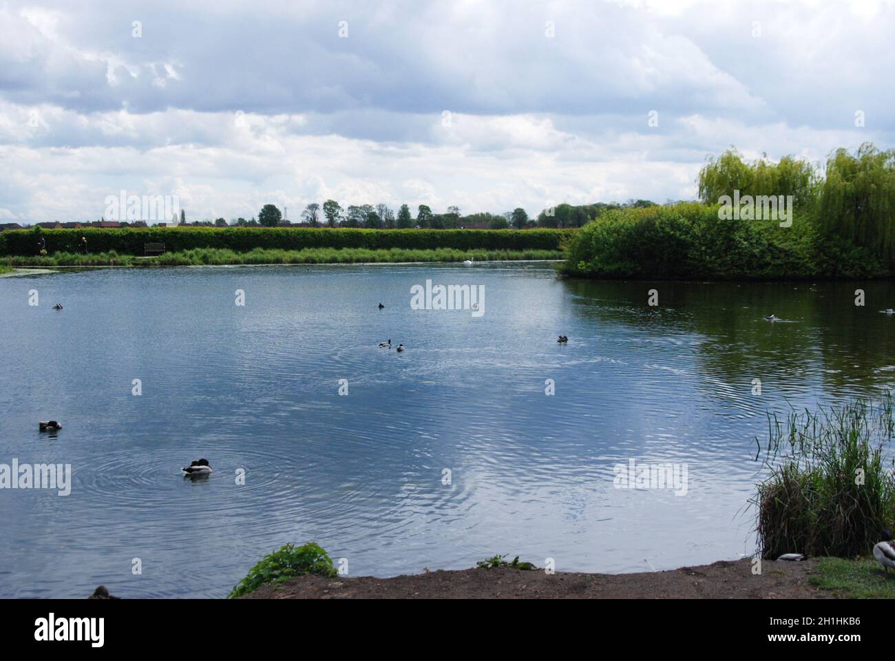 Teich, Enten auf dem Wasser Stockfoto