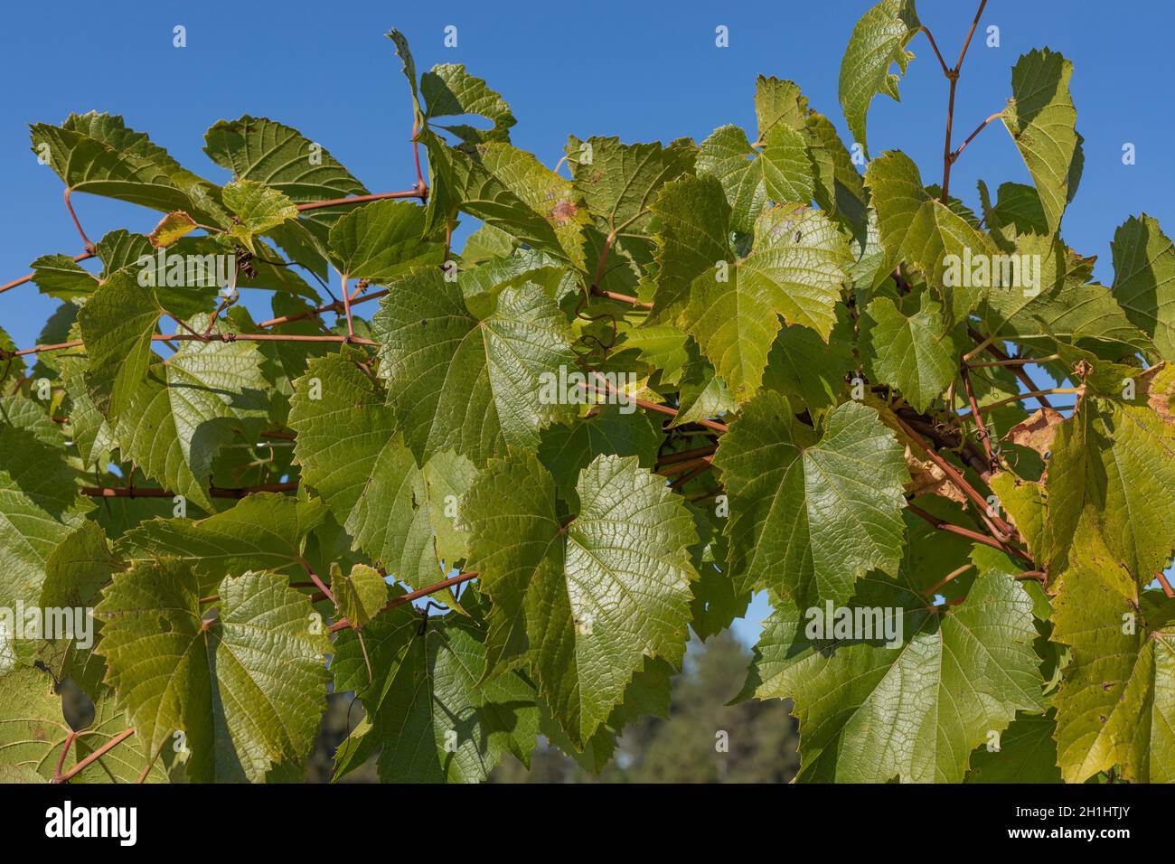 Dunkelgrüne Weinblätter gegen einen blauen Himmel Stockfoto