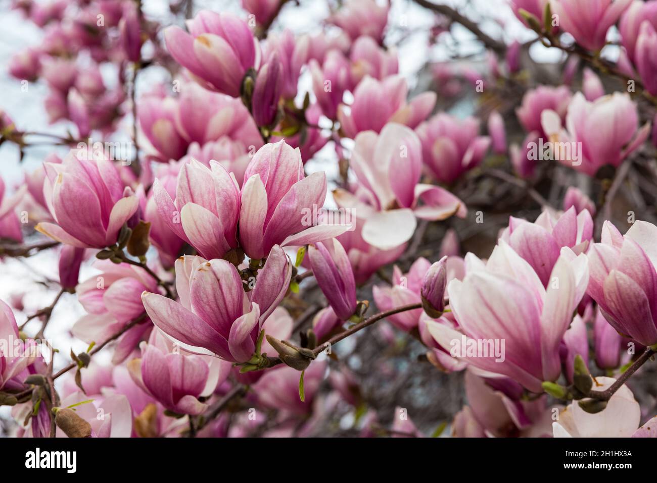 Magnolienbaum in voller Frühlingsblüte Stockfoto