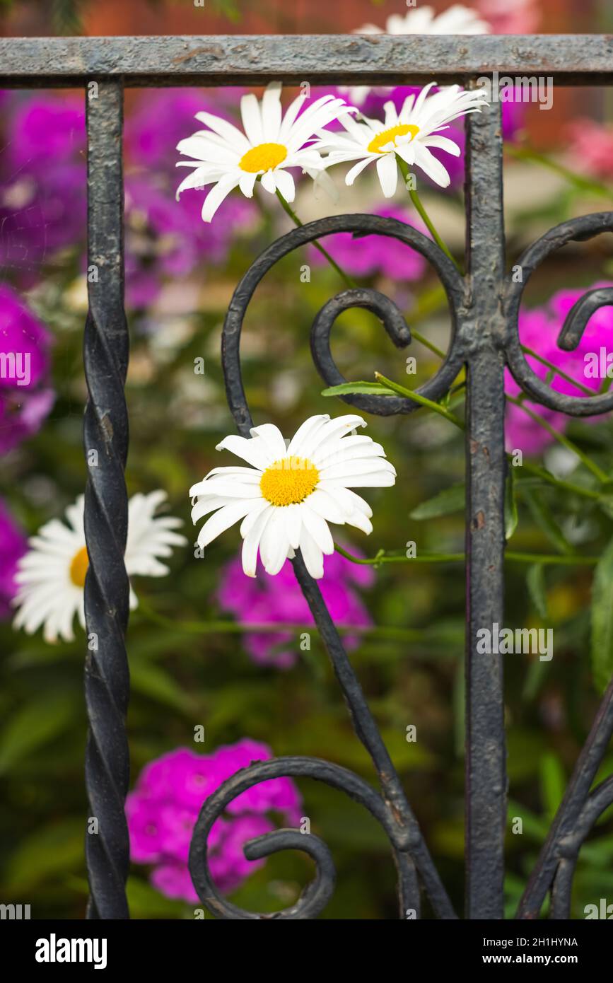 Weiße Violette Gänseblümchen Hinter Dem Zaun Des Eisernen Gartens Stockfoto