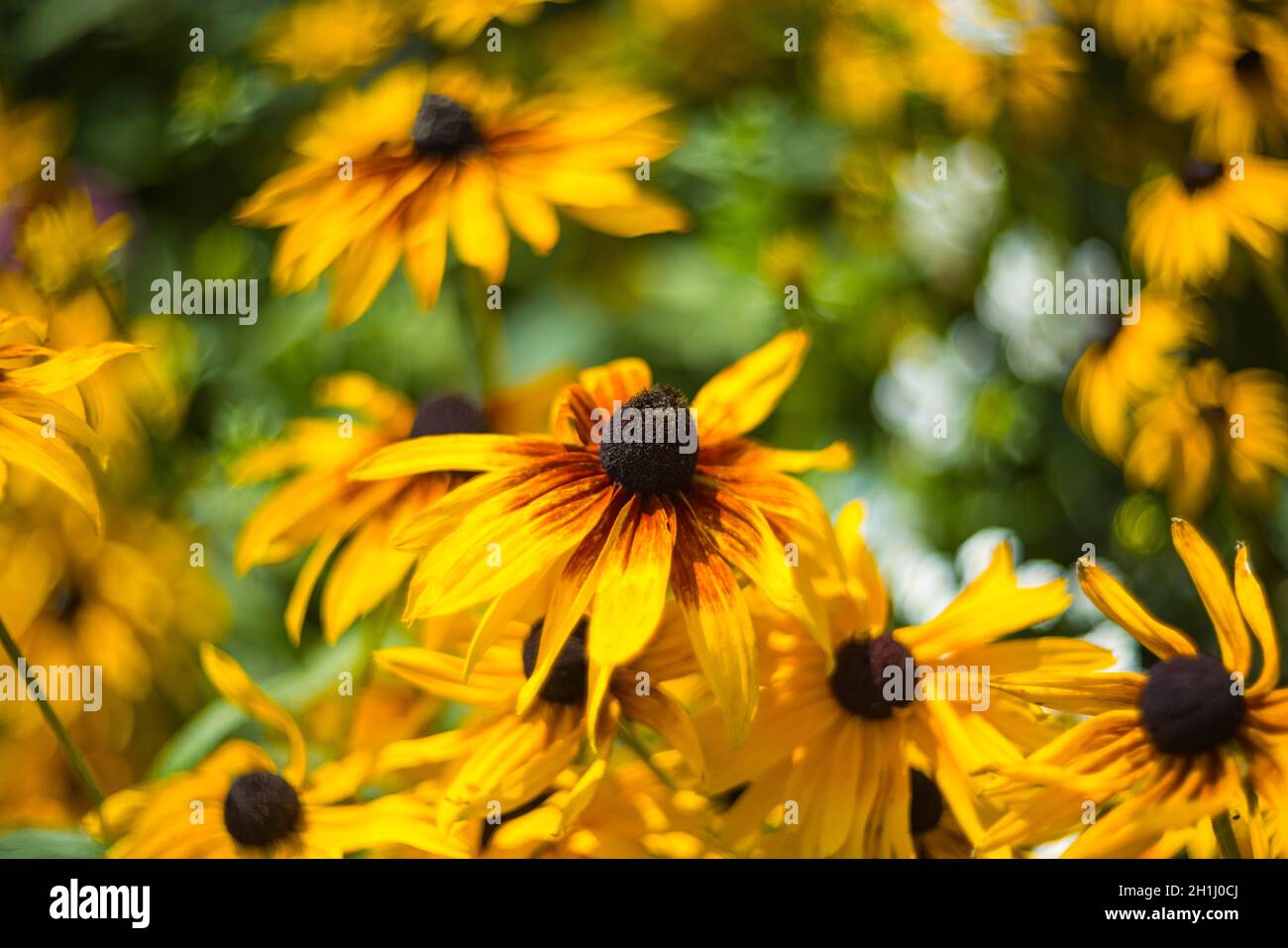 Rudbeckia Hirta Black Eyed Susans Stockfoto