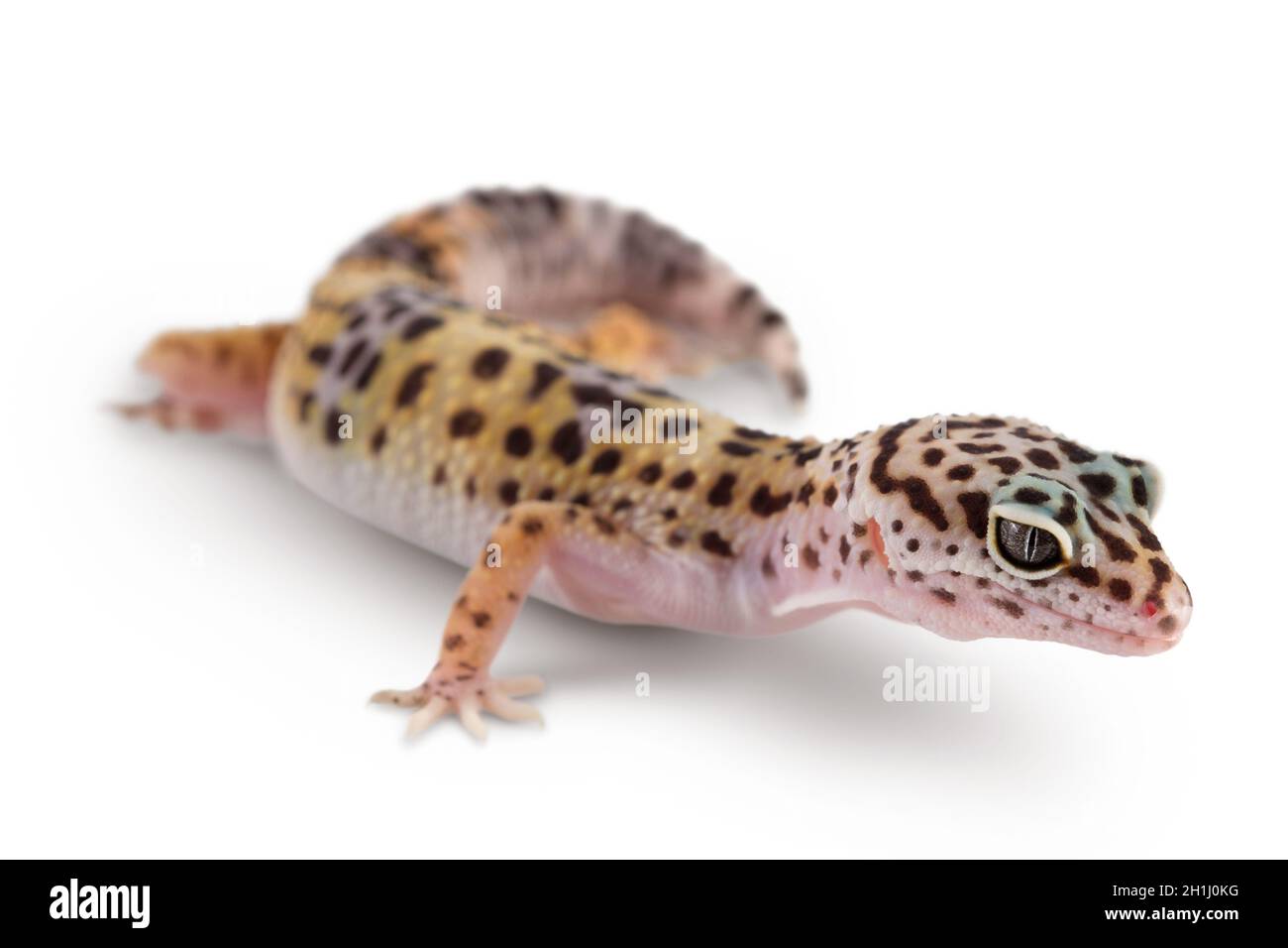 Leopardengecko oder Eublepharis macularius isoliert auf weißem Hintergrund mit Beschneidungspfad und voller Schärfentiefe Stockfoto