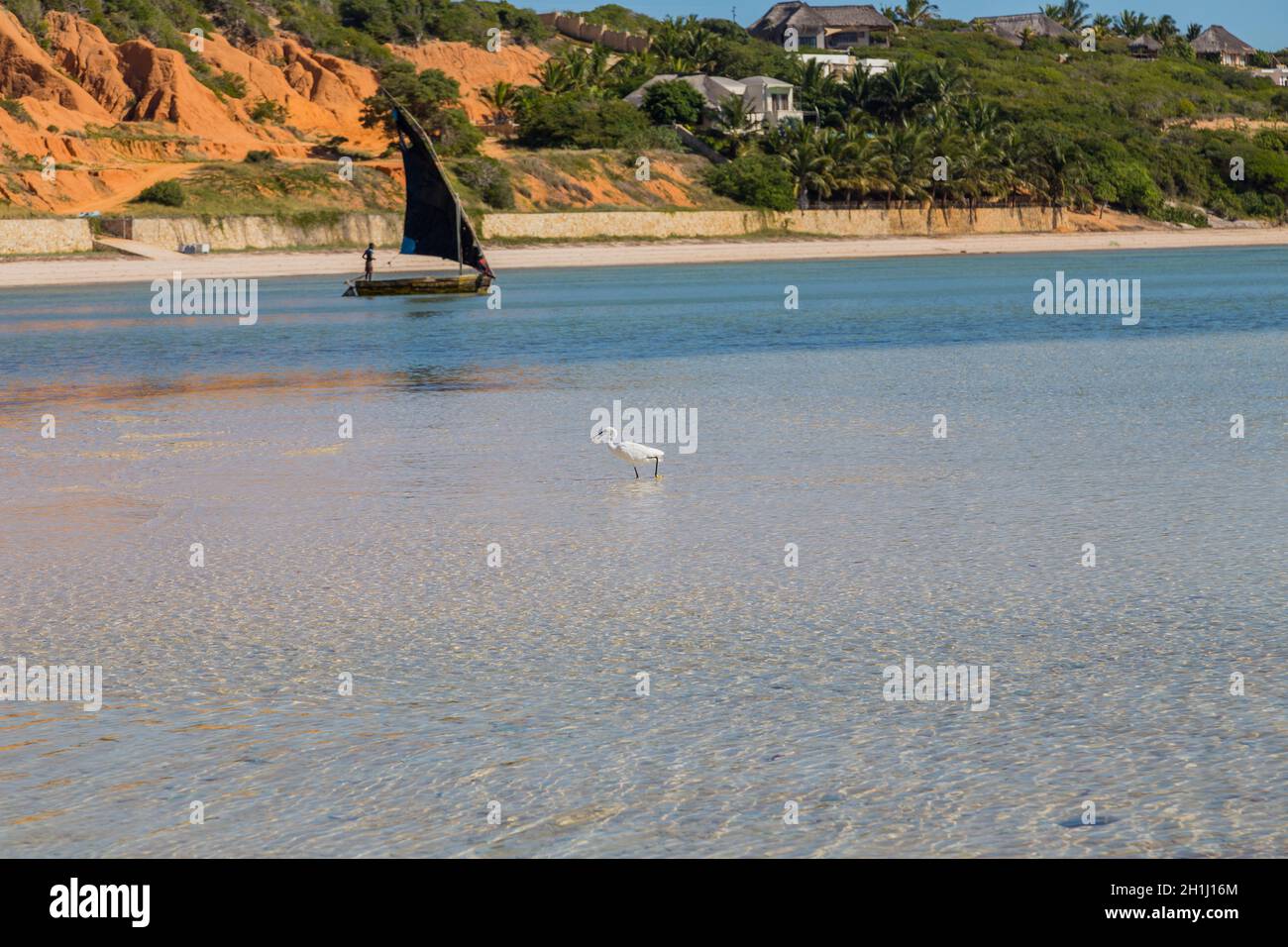 Reiher mit einem Fisch im Wasser am Strand In mosambik Stockfoto