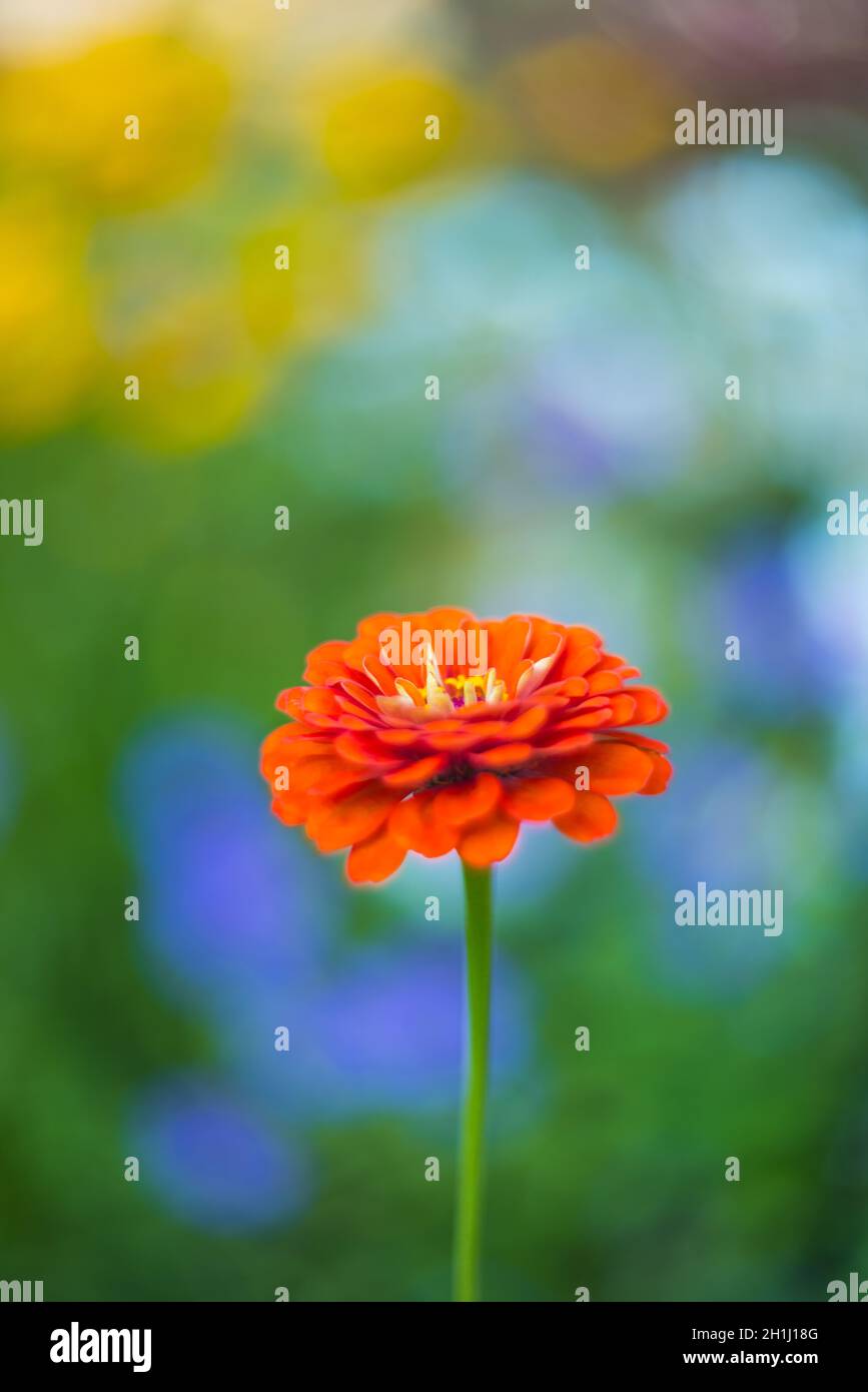 Ringelblume mit Aquarellhintergrund Stockfoto