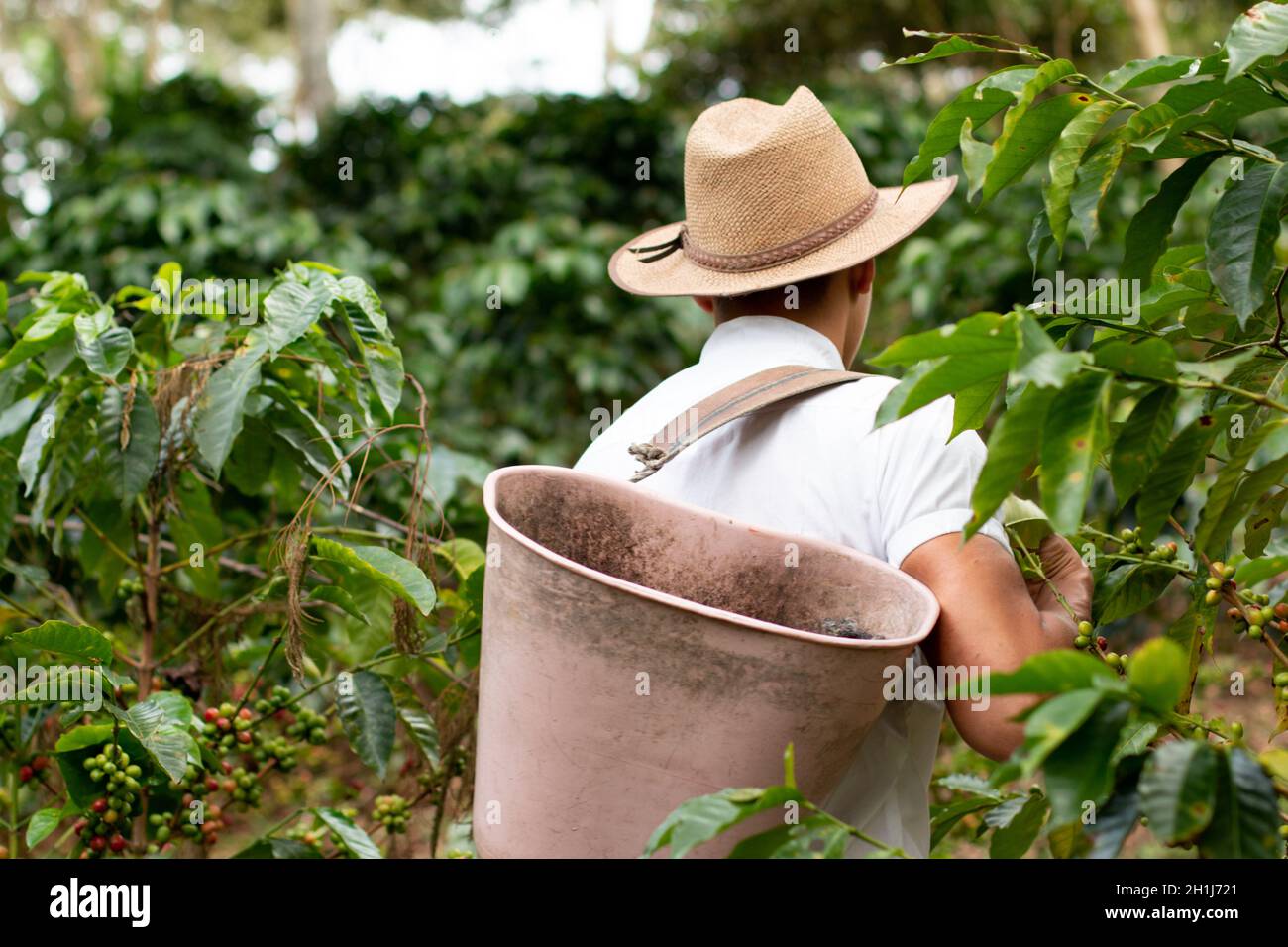 Kaffeebauer, der nach der Kaffeeernte den Korb auf dem Rücken trägt. Kaffeearbeiter. Rückansicht des Farmers, der zwischen Kaffeepflanzen läuft. Stockfoto