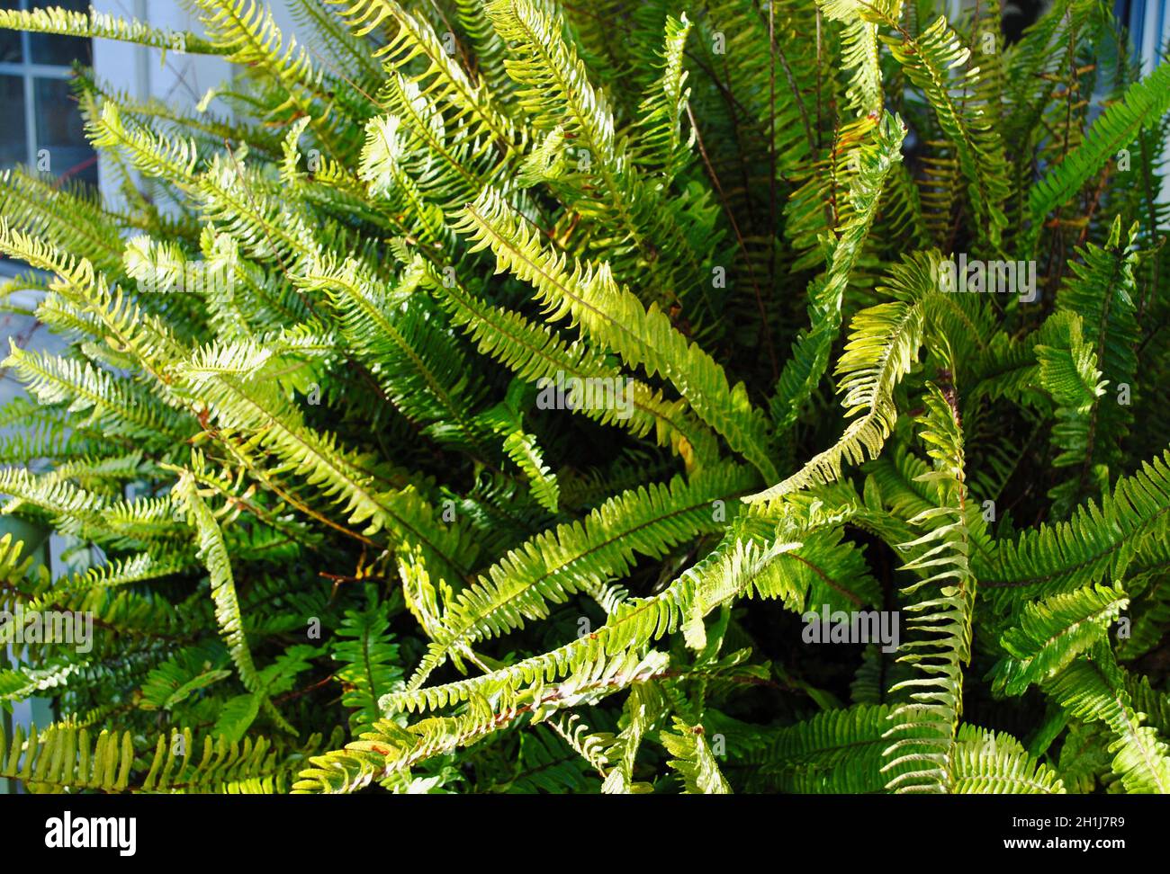 Riesiger farn -Fotos und -Bildmaterial in hoher Auflsung  Alamy