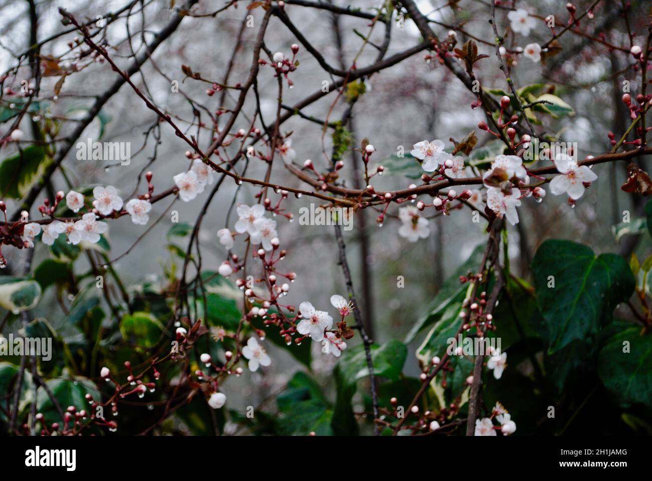 Obstbaum in Blüte im frühen Frühjahr, Petaluma, Kalifornien Stockfoto