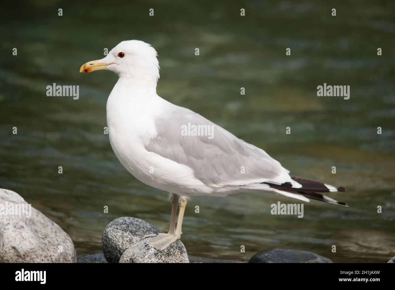 Möwe Stockfoto