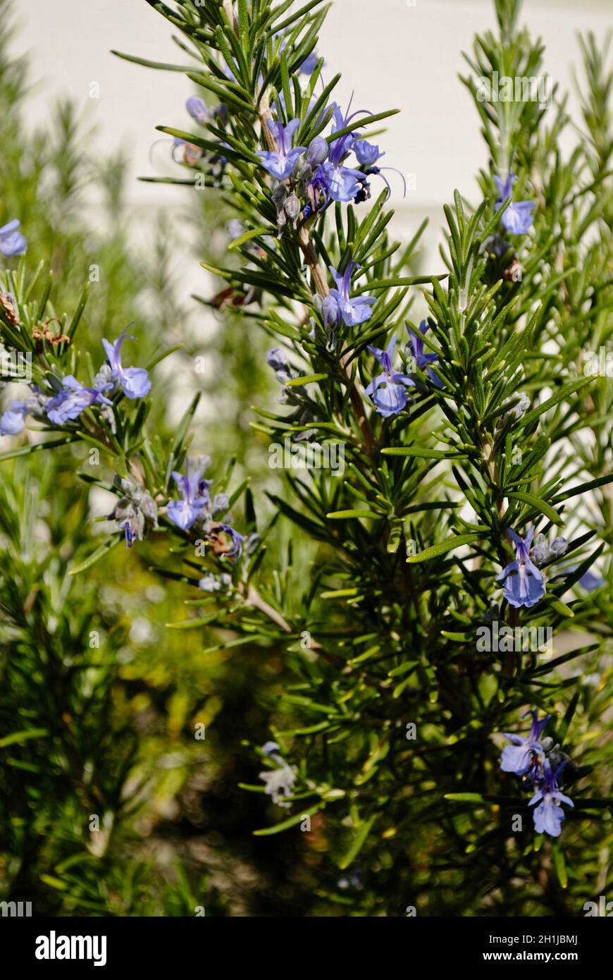 Blühender Rosmarinbusch Stockfoto