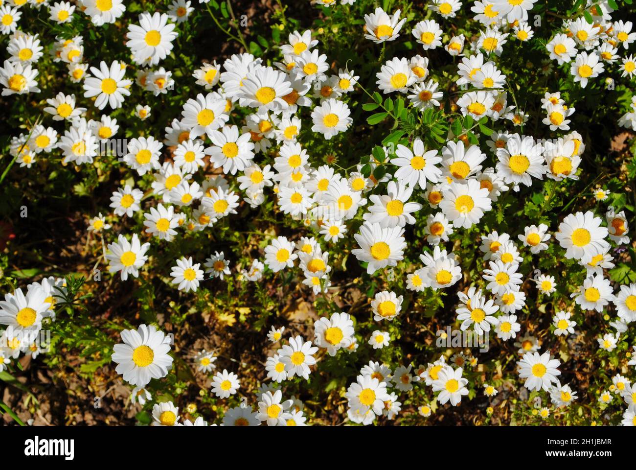 Wilde Gänseblümchen in Petaluma, Kalifornien Stockfoto