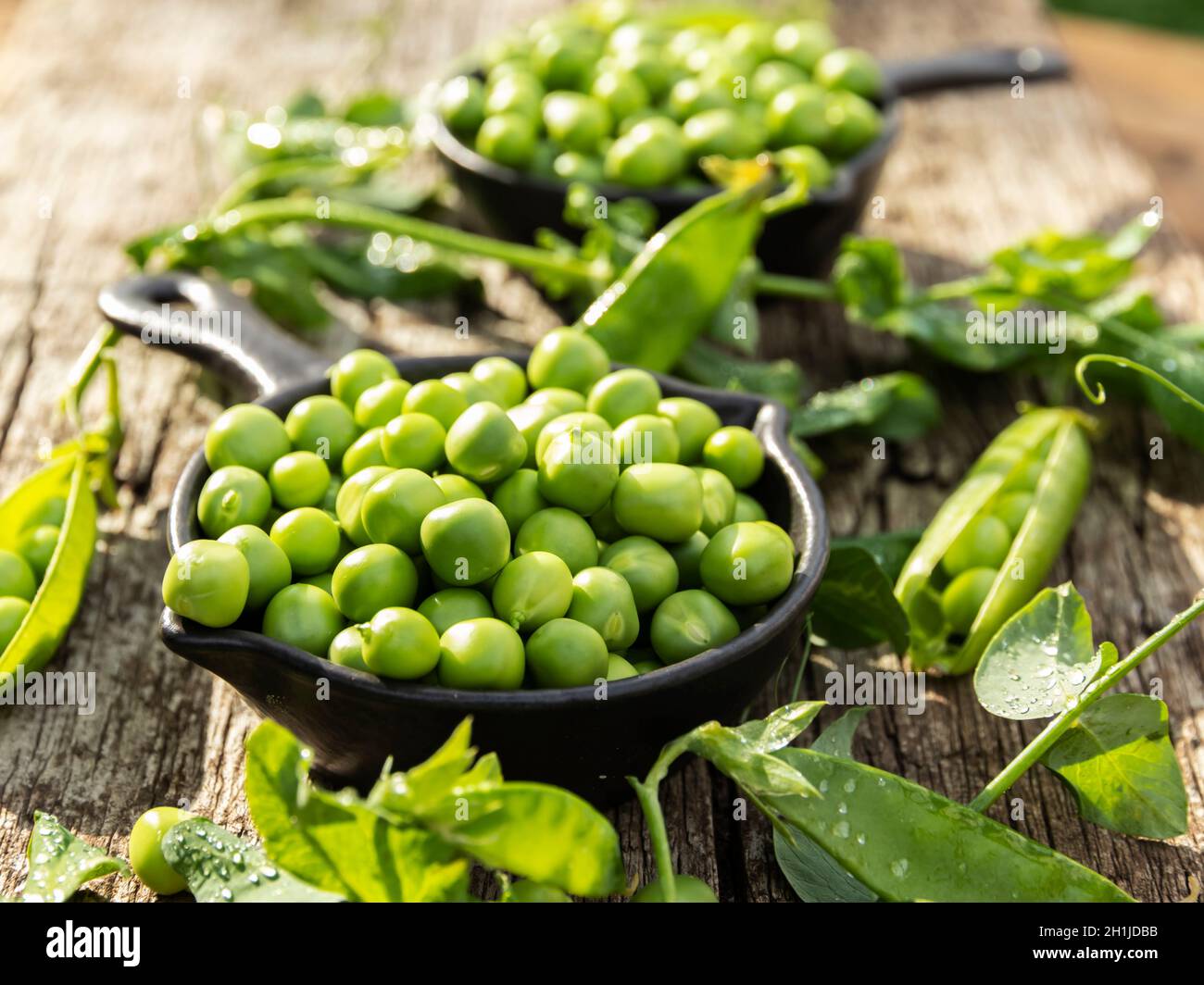 Frische grüne Erbsen jung in Schale, auf Holztisch, Nahaufnahme, Samen, Schoten, Sprossen. Stockfoto