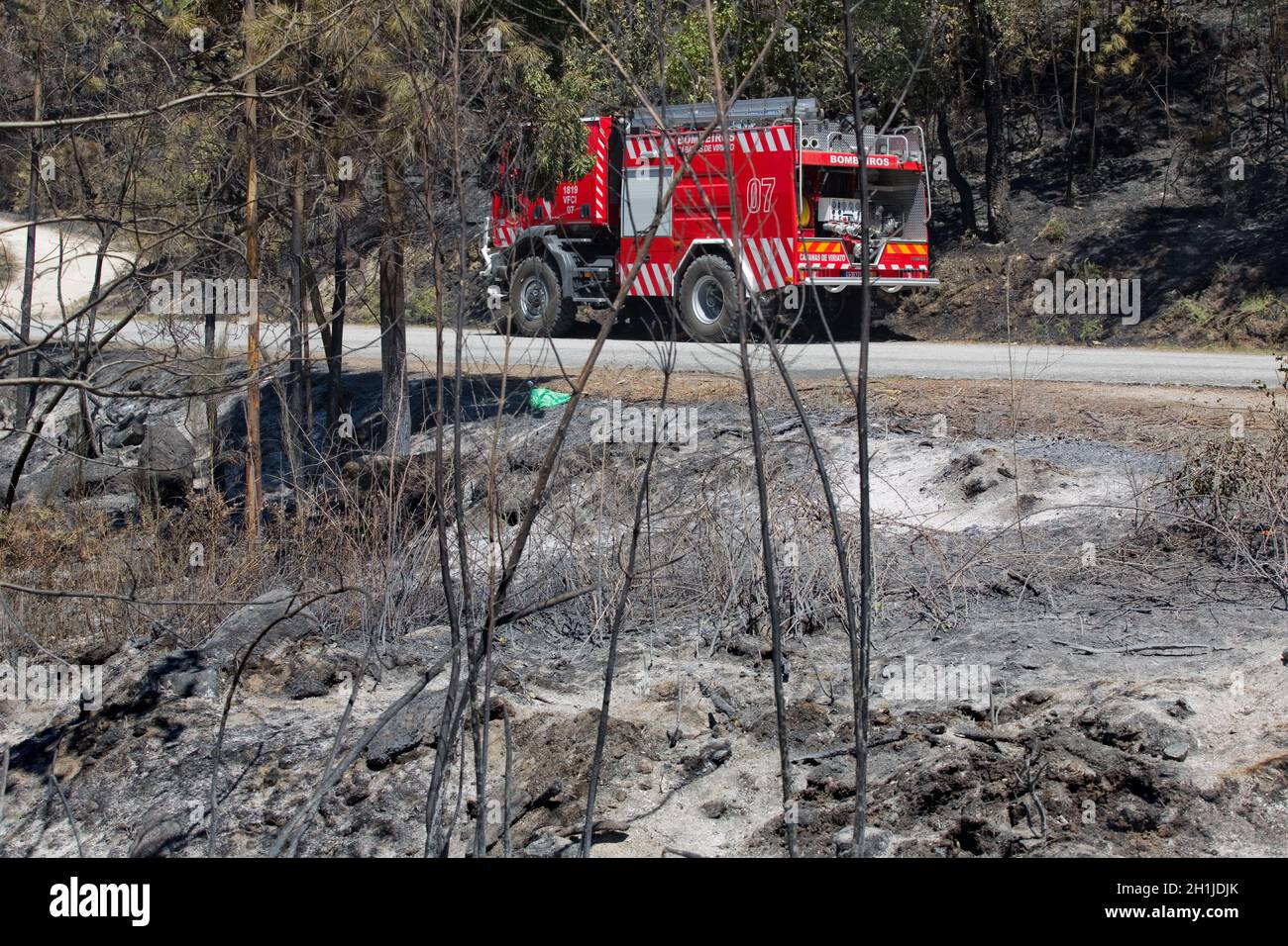 Verbrannten Wald nach einem großen Brand im Norden von Portugal Stockfoto