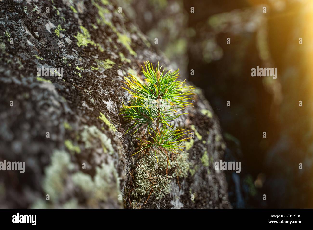 Eine kleine Kiefer wächst in Stein. Taganai-Nationalpark, Russland Stockfoto