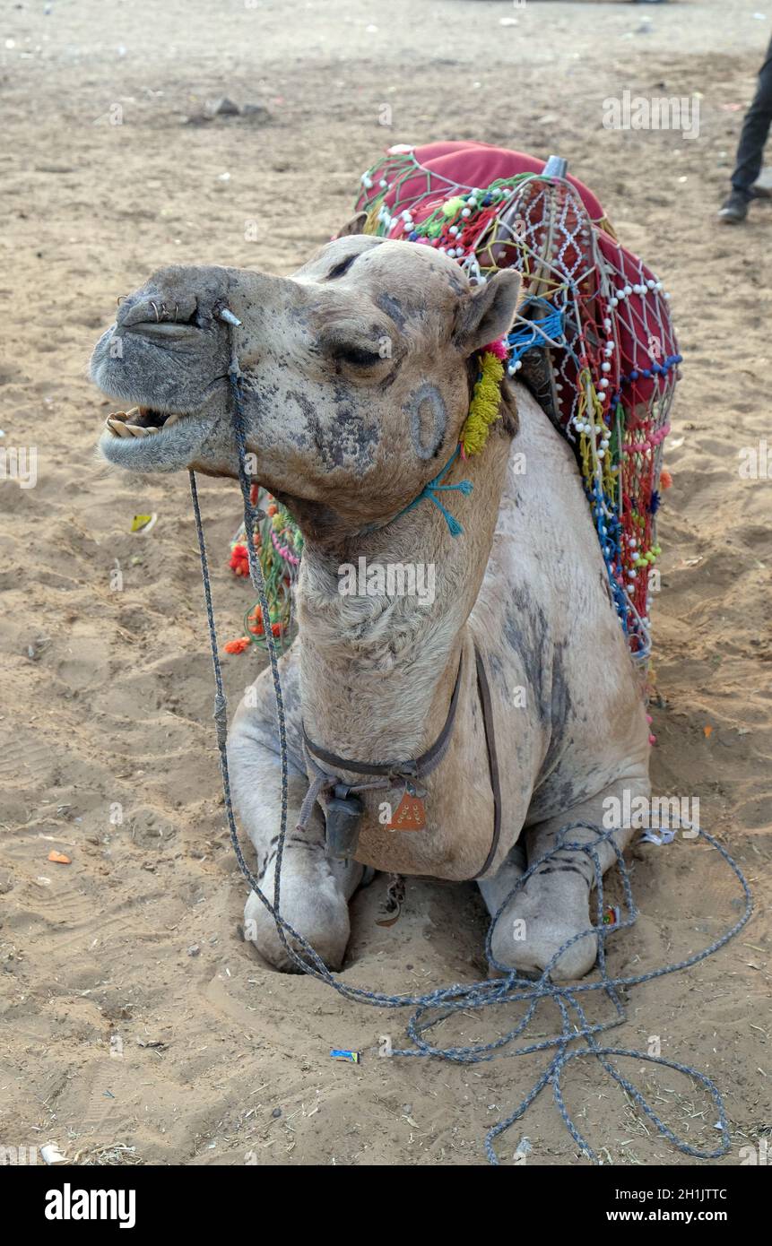 Dekoriert Kamel in der Thar Wüste in der Nähe von Pushkar, Rajasthan, Indien Stockfoto