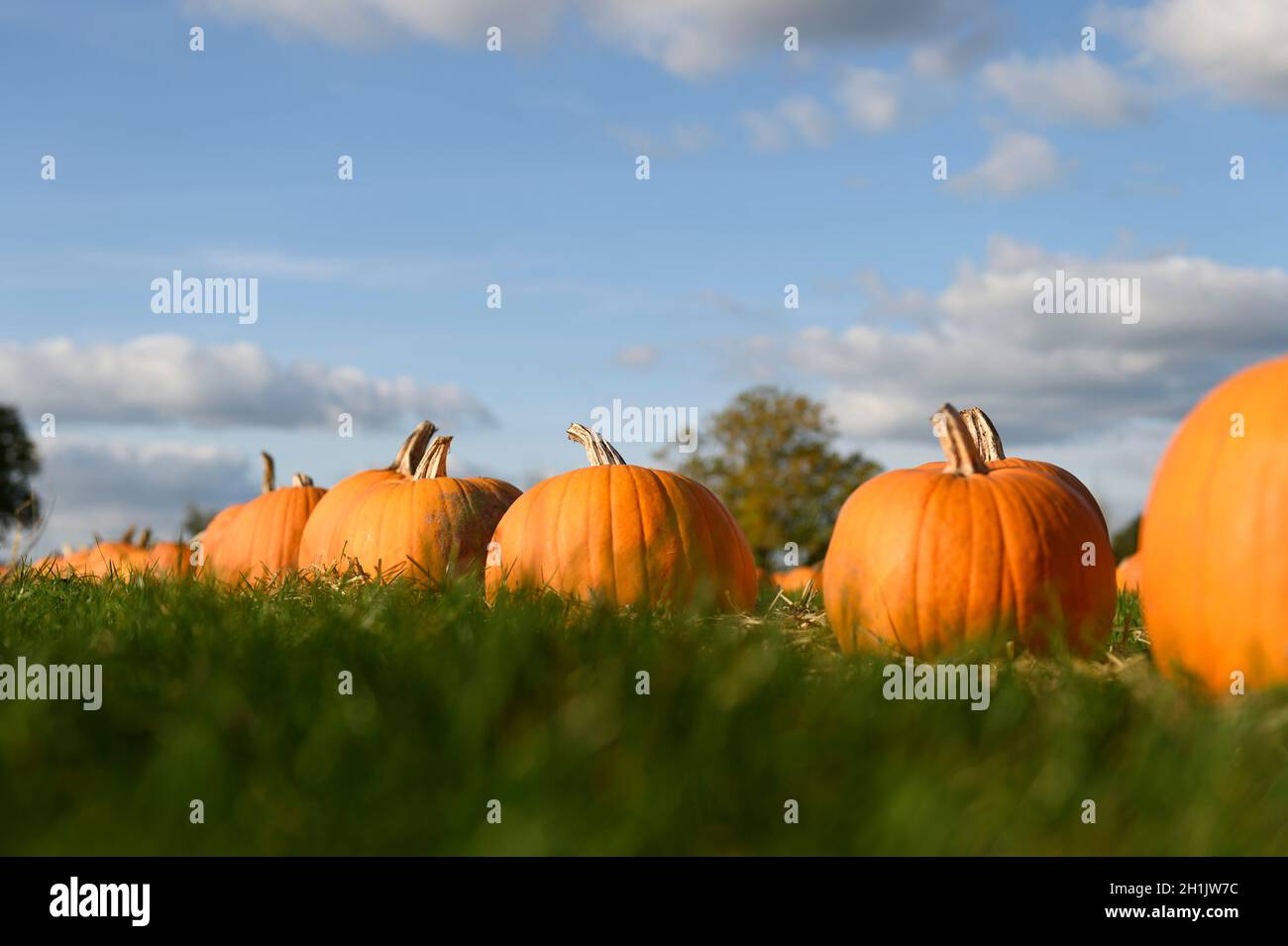 Würmer Blick auf eine Reihe von orangefarbenen Kürbissen in einem grünen Grasfeld. Stockfoto