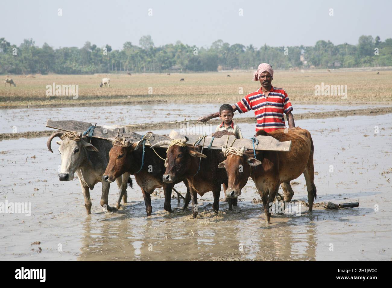 Bauern pflügen landwirtschaftliches Feld auf traditionelle Weise, wo ein Pflug an Bullen in Gosaba, Westbengalen, Indien, befestigt wird Stockfoto