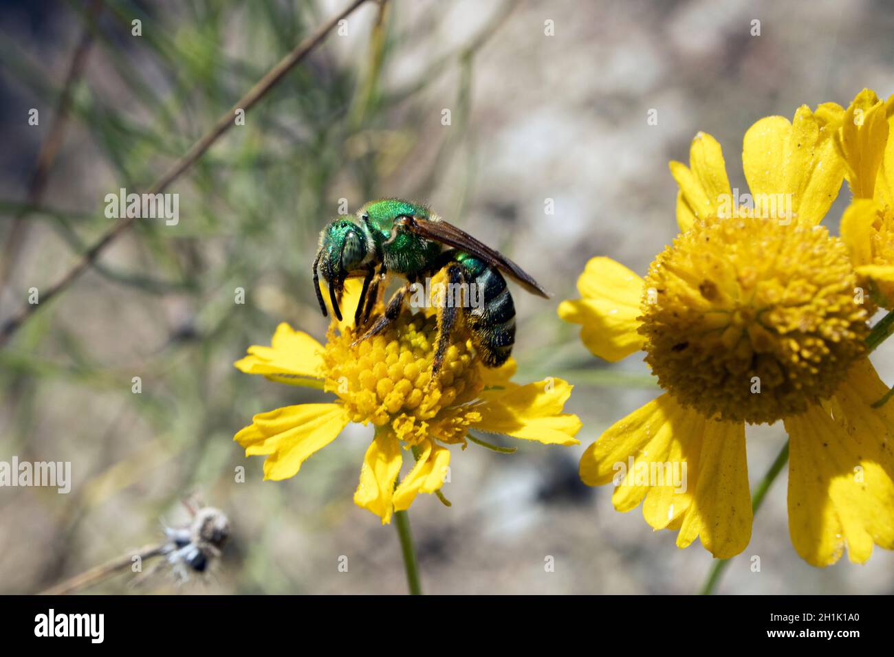 Die metallisch-grüne Biene Agapostemon erstraht an sonnigen Tagen auf einer gelben Blüte Stockfoto