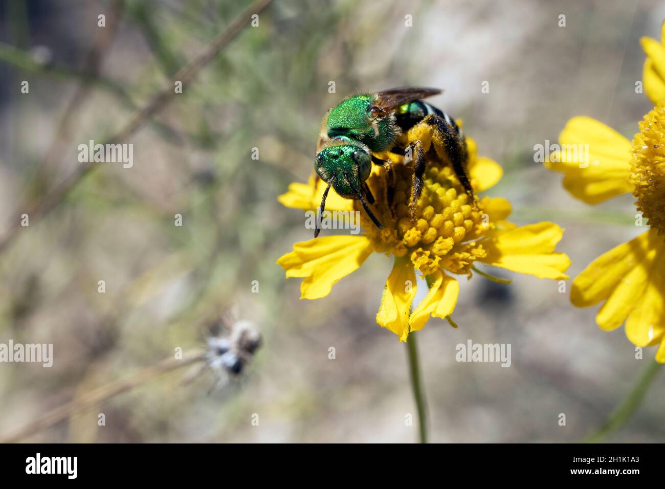 Die metallisch-grüne Biene Agapostemon erstraht an sonnigen Tagen auf einer gelben Blüte Stockfoto