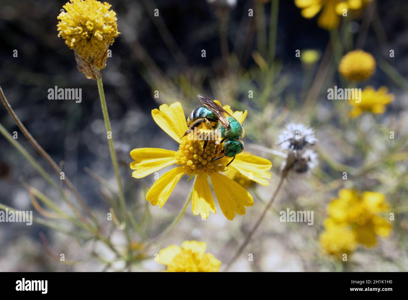 Die metallisch-grüne Biene Agapostemon erstraht an sonnigen Tagen auf einer gelben Blüte Stockfoto