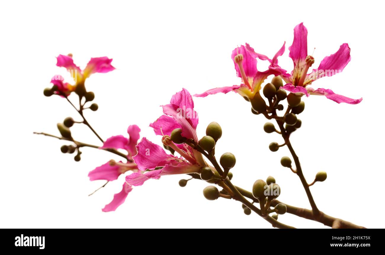 Rosa Blüten von Ceiba speciosa, Seidenfloss-Baum, isoliert auf weißem Hintergrund Stockfoto