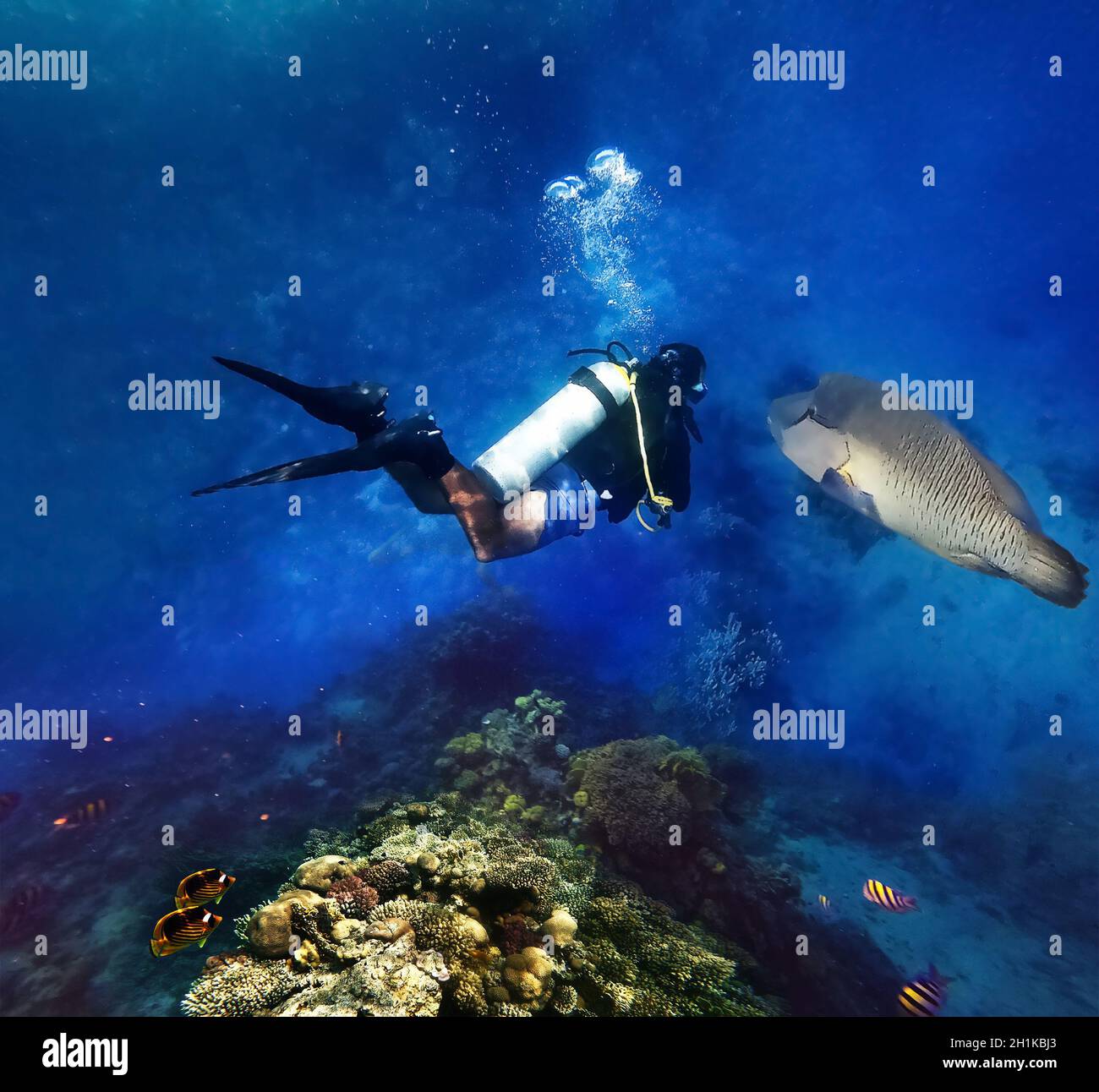 Rotmeer-Anemonefische und Tauchertaucher, Napoleonfisch Stockfoto