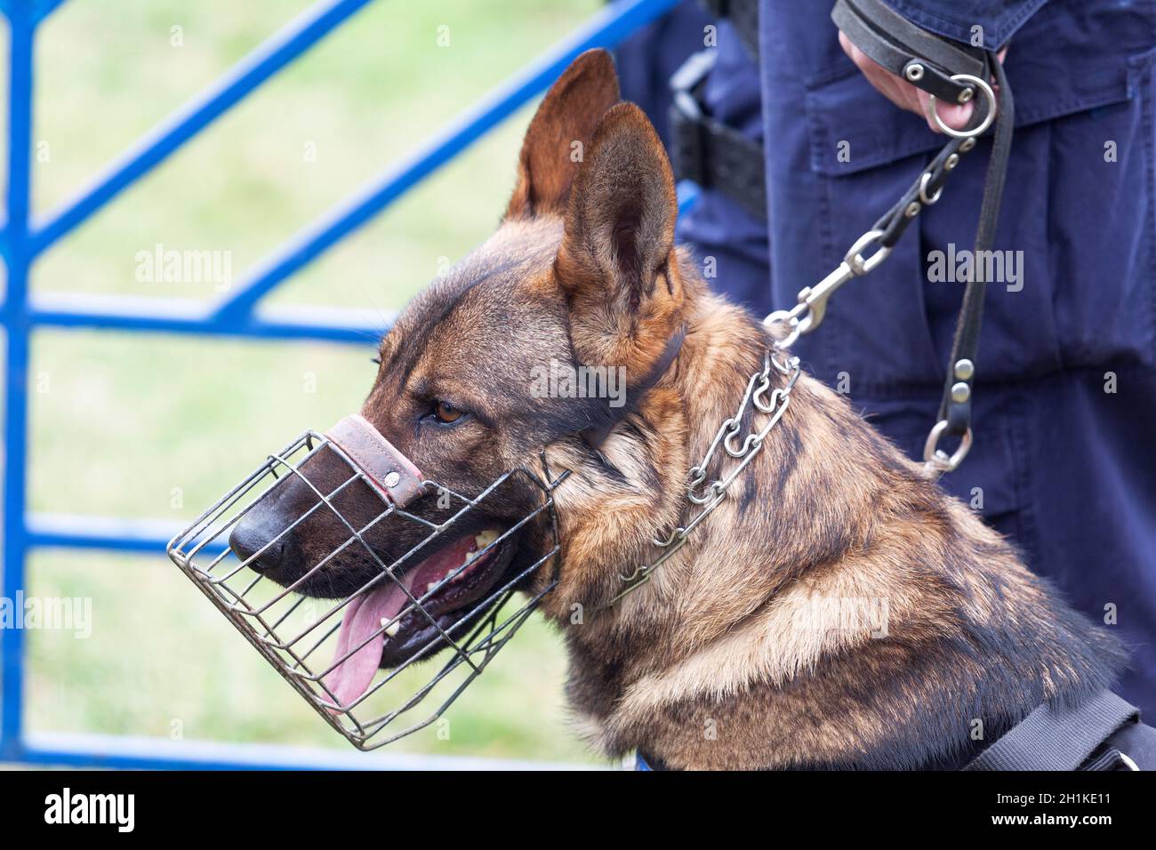 Polizist mit einem Schäferhund Polizeihund Stockfoto